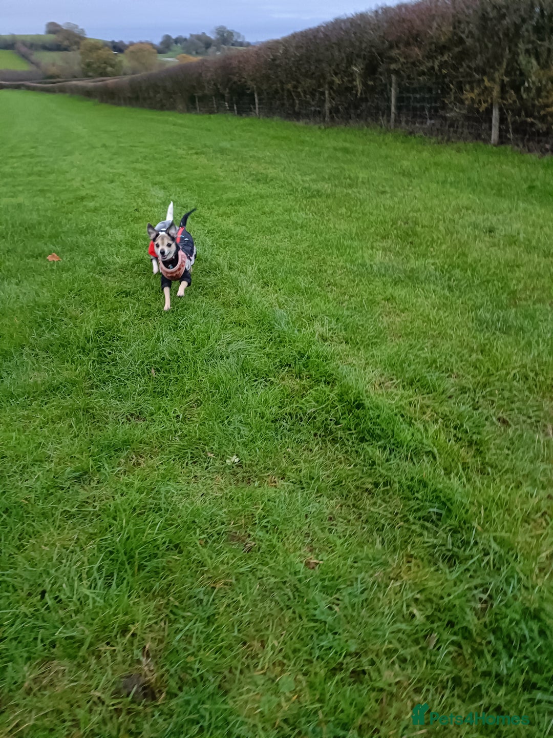 Mixed Breed dogs for sale: Stunning Unique 3/4 Chihuahua x Italian greyhound  - Advert 2