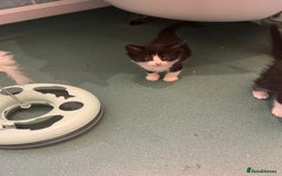 Mixed Breed cats for sale: Kittens for sale  - Image 9