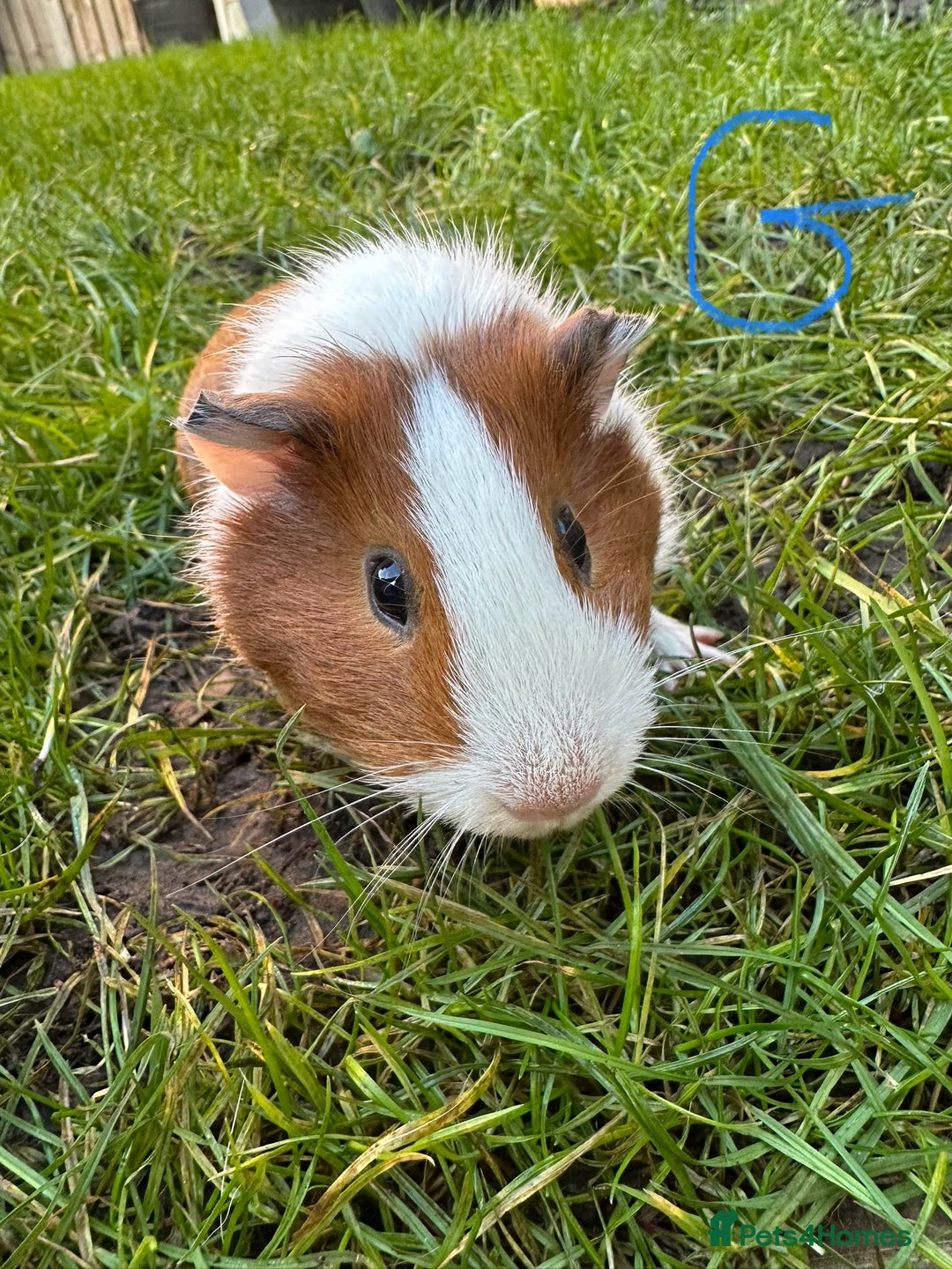 Guinea Pig rodents for sale: Guinea Pigs For Sale  - Advert 3