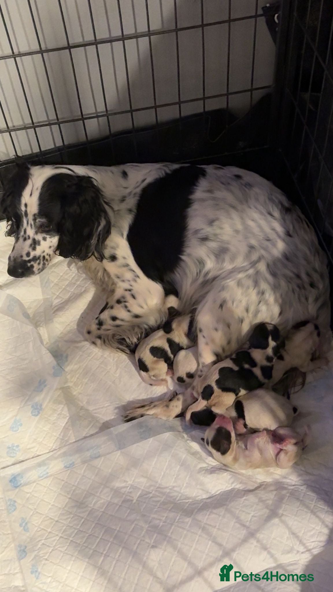 Sprocker dogs for sale: Sprocker  - Advert 1