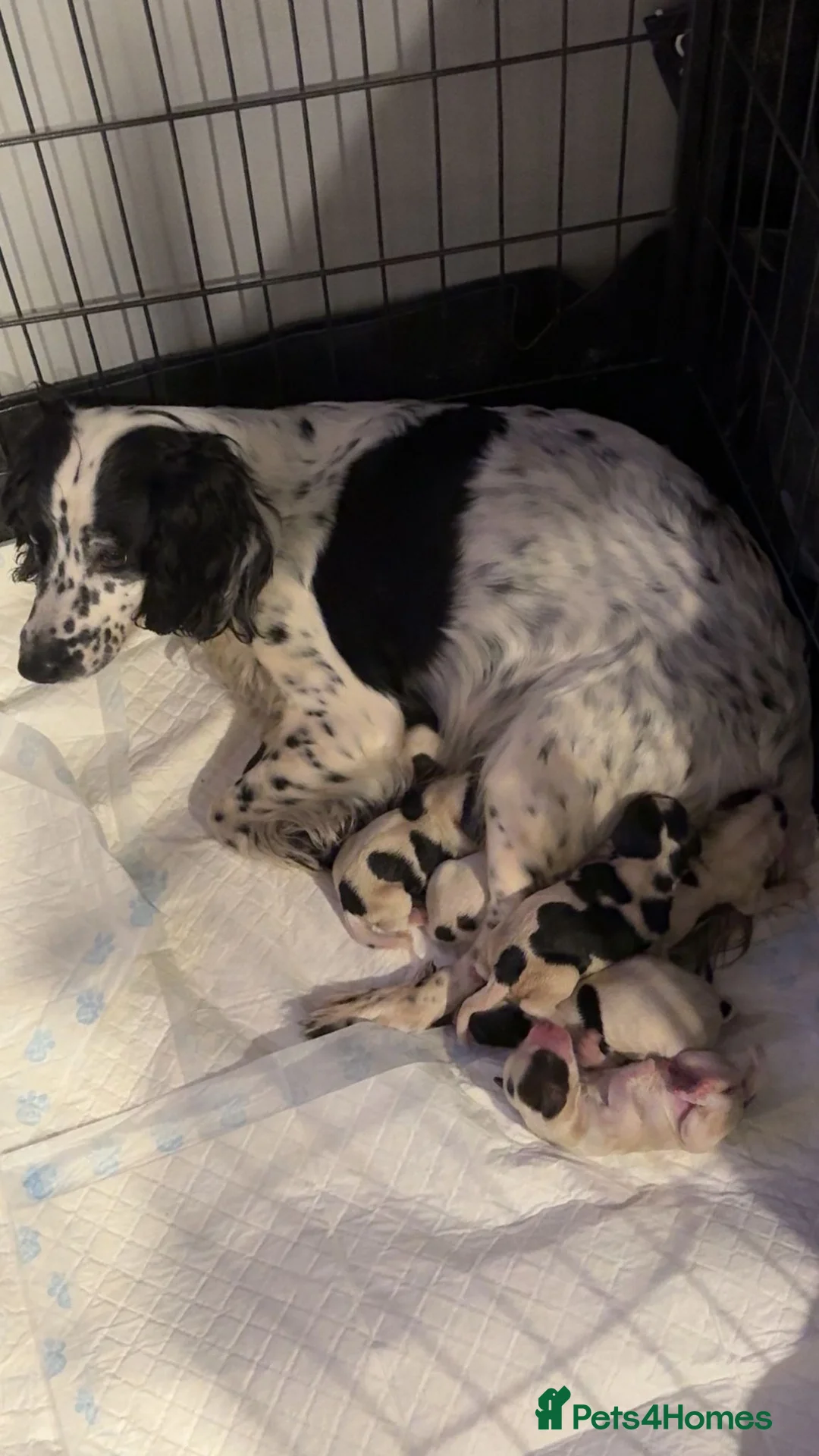 Sprocker dogs for sale: Sprocker  - Advert 1