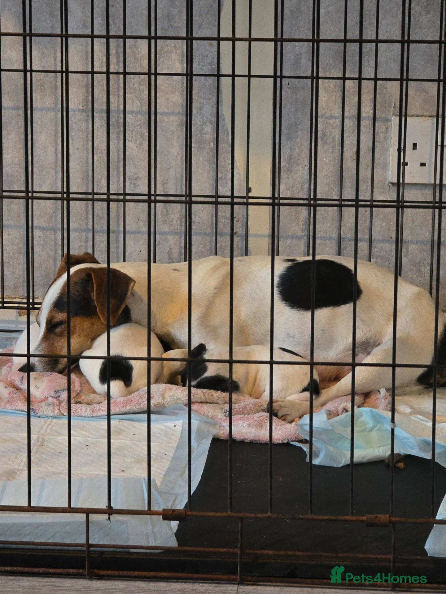 Jack Russell dogs Jackrussel pup - Advert 3