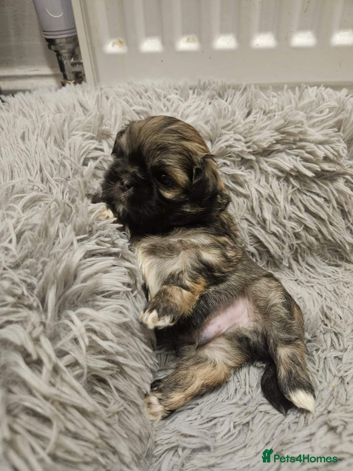 Shih Tzu dogs shih tzu puppies  - Advert 7