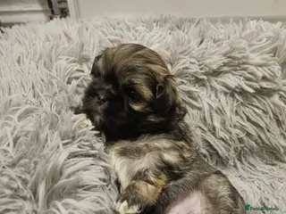 Shih Tzu dogs shih tzu puppies - Advert 7