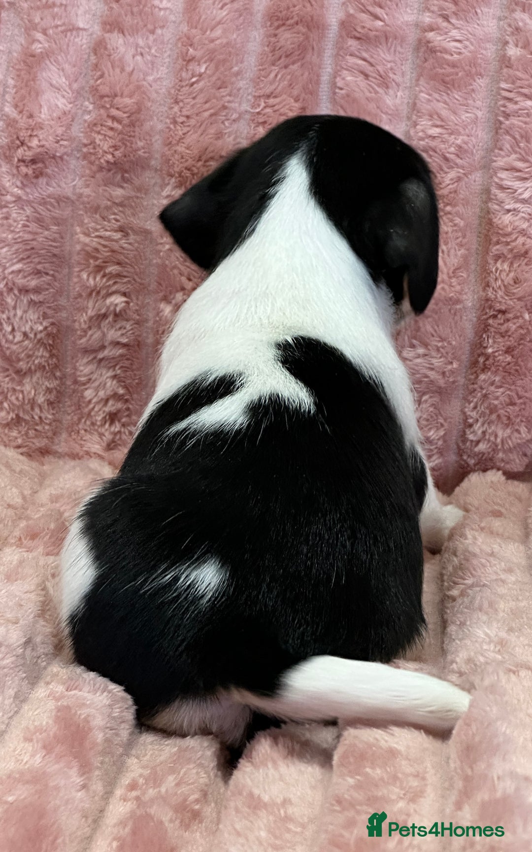 Jack Russell dogs for sale: Quality litter of beautiful Jack Russell puppies  - Image 14