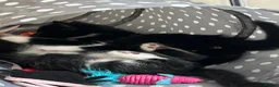 Mixed Breed cats for sale: Beautiful fluffy kittens for sale - Advert 8