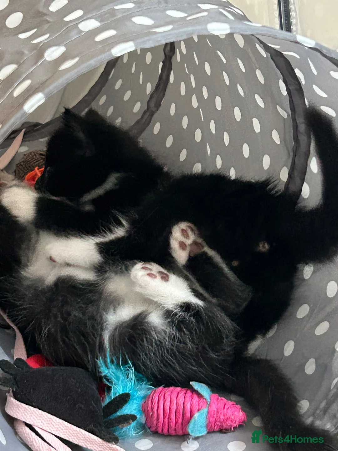 Mixed Breed cats for sale: Beautiful fluffy kittens for sale - Advert 8