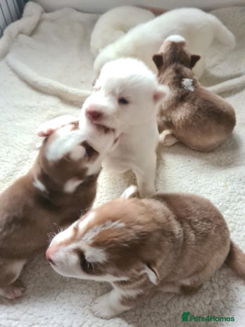 Siberian Husky dogs - Advert 16