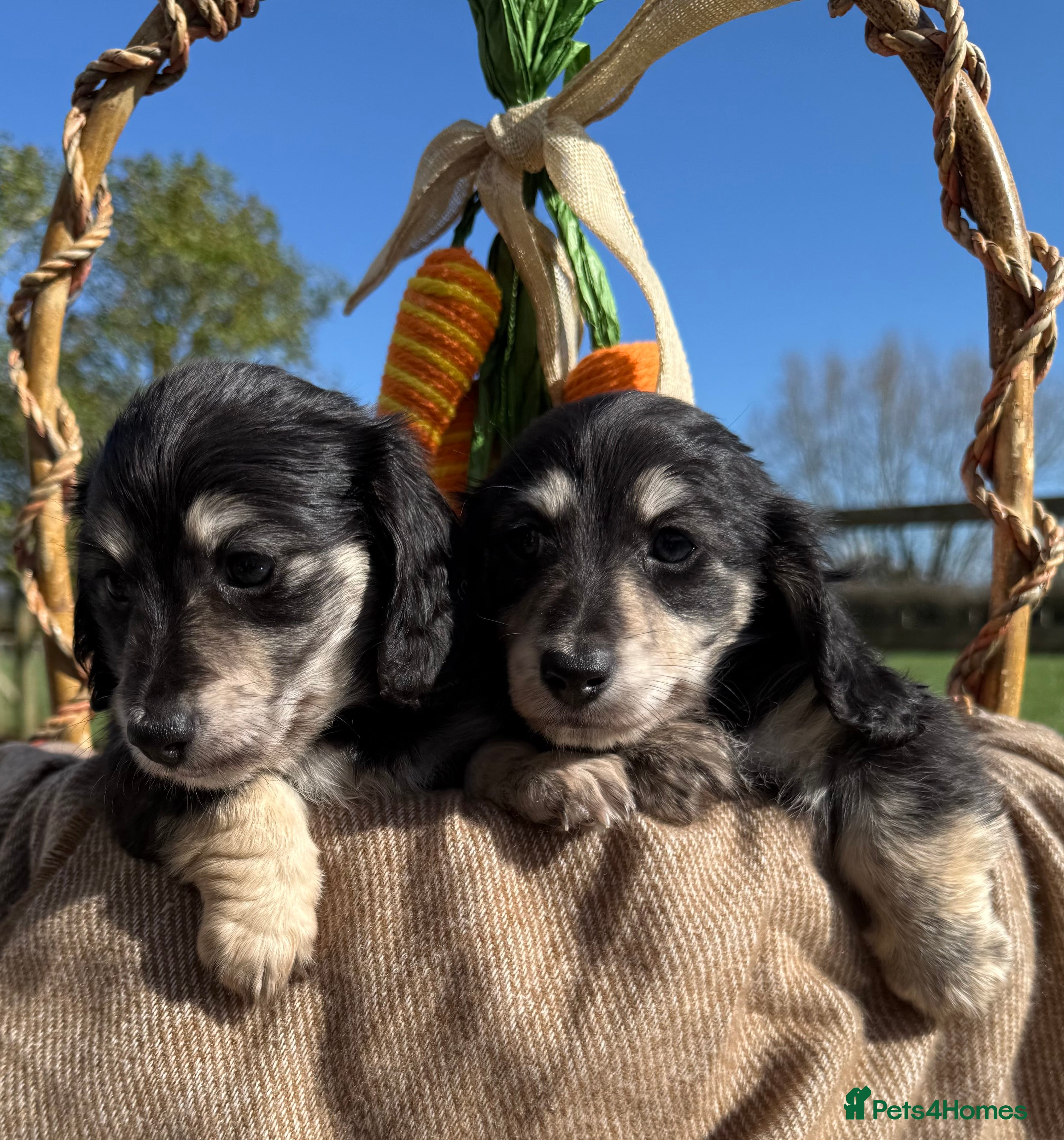 Dachshund dogs Stunning miniature long haired dachshund  - Advert 1