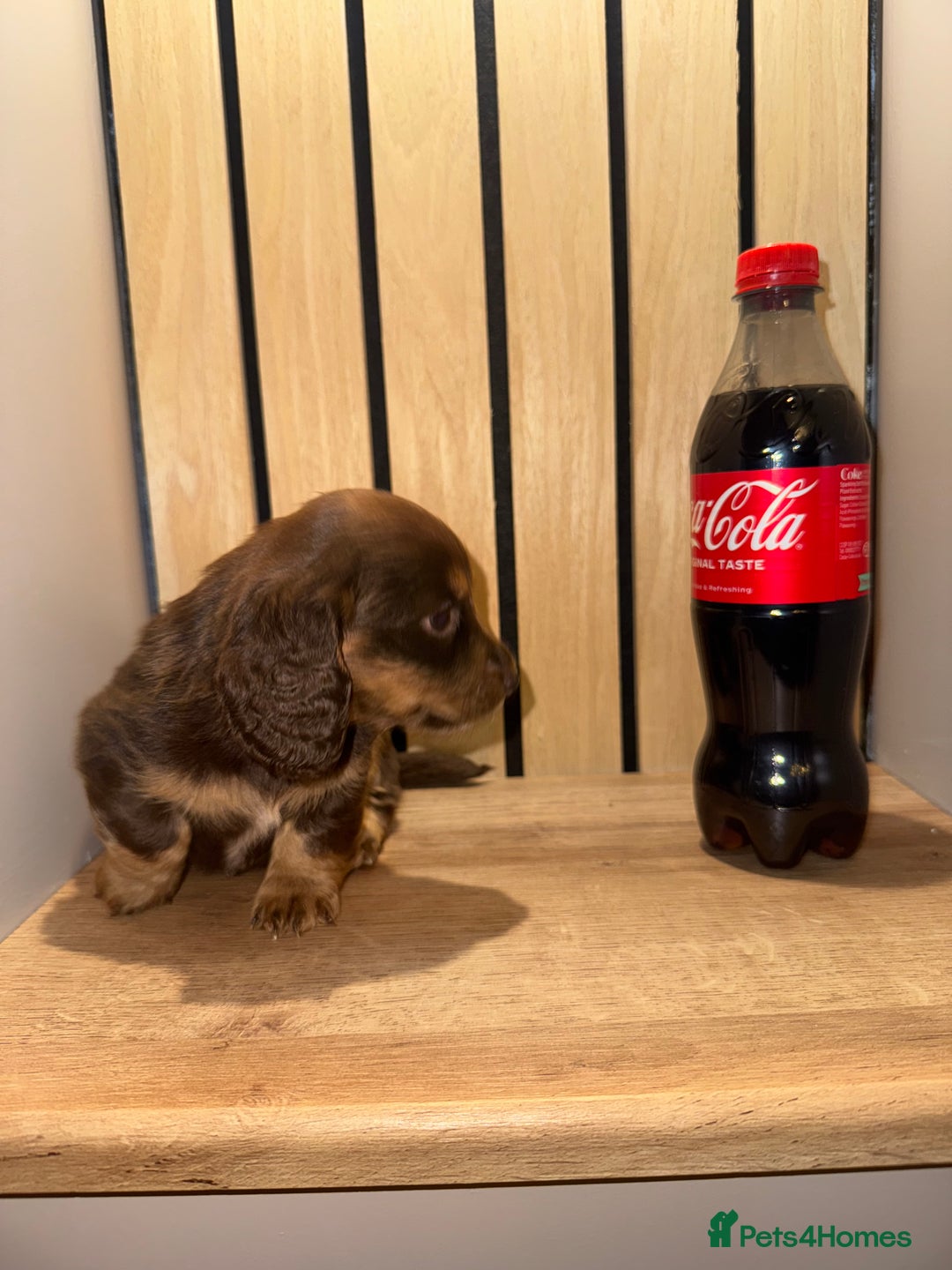 Miniature Dachshund dogs for sale: 2 girls left miniature sausages  - Advert 6