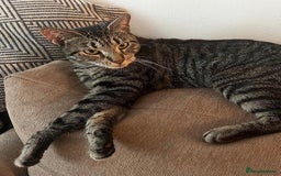 Pixie Bob cats for sale: Cute tabby kitten  - Image 5