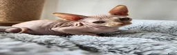 Sphynx cats for sale: Have 3 beautiful Canadian Sphynx - Advert 11