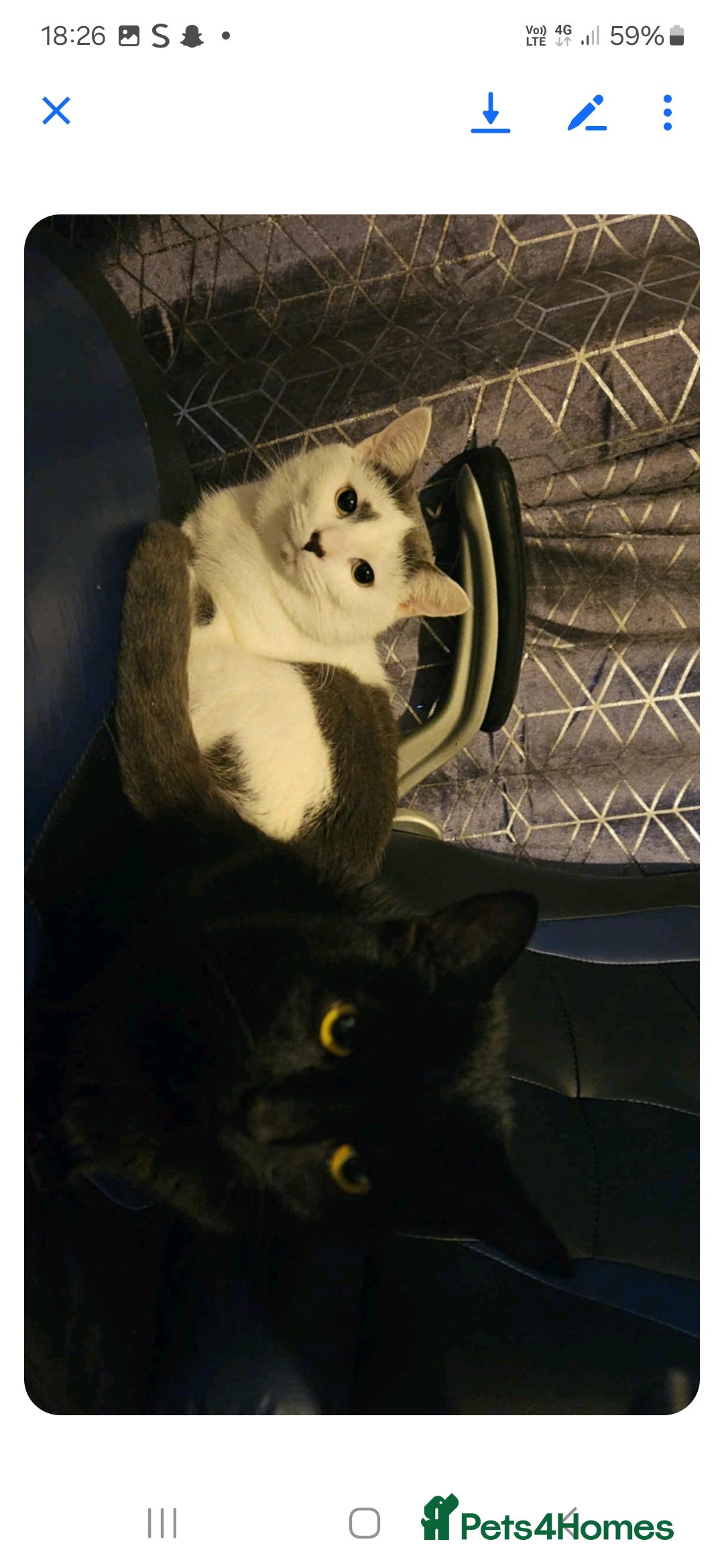 Turkish Angora cats for sale: 2 loving cats - Image 1
