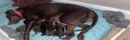 Dobermann dogs for sale: Beautiful Doberman puppues in Guisborough - Advert 2