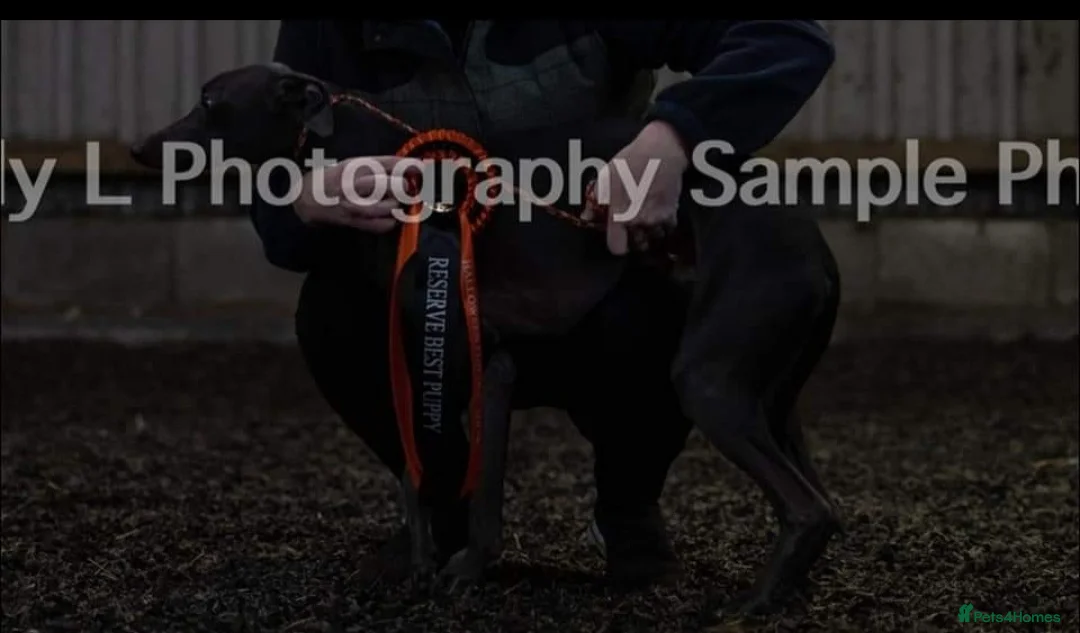 Whippet dogs for stud: Small 19",heart test clear,Full Blue Kc reg stud in Bishop Auckland - Advert 7