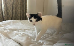 Mixed Breed cats for sale: Gentle and loving cat for sale - Image 4