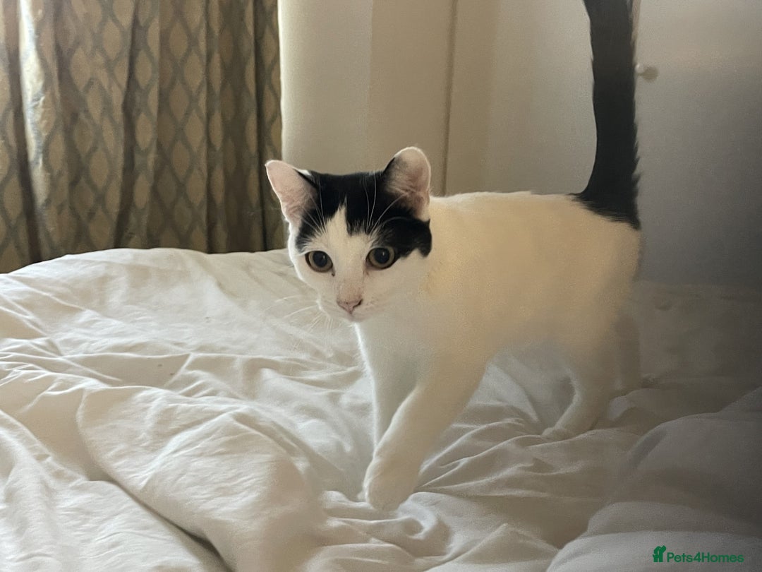 Mixed Breed cats for sale: Gentle and loving cat for sale - Image 4