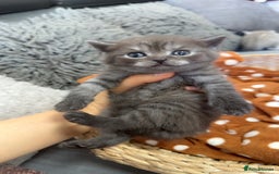 British Shorthair cats for sale: Beautiful silver smoked female British shorthair - Advert 2