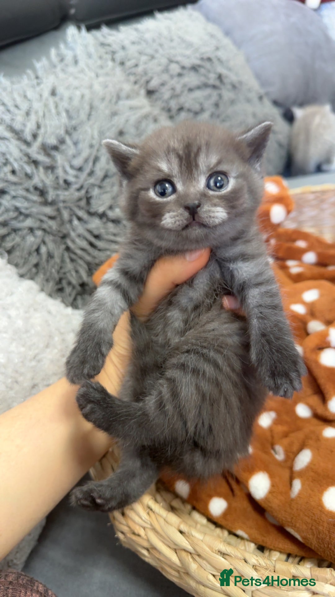 British Shorthair cats for sale: Beautiful silver smoked female British shorthair - Advert 2