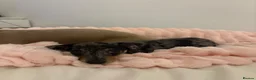 Miniature Dachshund dogs for sale: miniature dapple boys  - Advert 9