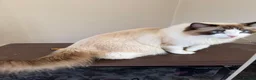 Ragdoll cats for sale: Unfortunate rehoming - Advert 7