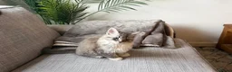 Maine Coon cats for sale: Beautiful half Maine coon kittens available  - Advert 6