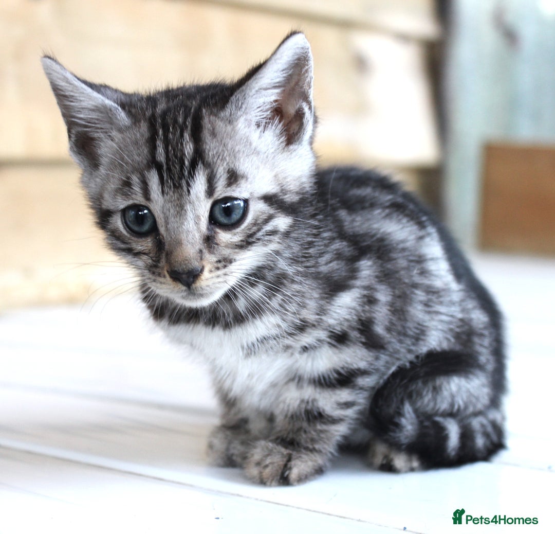 Bengal cats for sale: 2 CUTE SILVER FEMALE BENGAL KITTENS (TICA REG) - Image 10