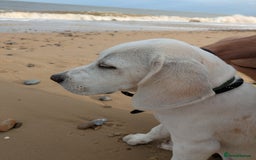 Beagle dogs for sale: Lenny the Lemon Beagle  - Image 7