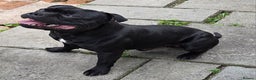Staffordshire Bull Terrier dogs for stud: **OUTSTANDING**KC REGISTERED**MAXIMUS** - Advert 7