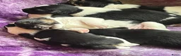 Jack Russell dogs for sale: Beautiful litter of Jack Russel puppies  in Milnthorpe - Advert 14