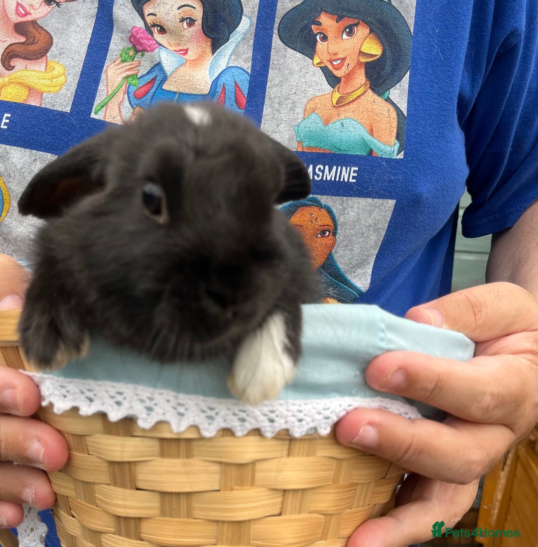 Mini Lop rabbits for sale: Autumn babies - Image 14