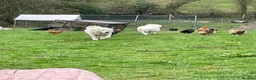 Maremma Sheepdog dogs for sale:  maremma sheepdog litter - Advert 4
