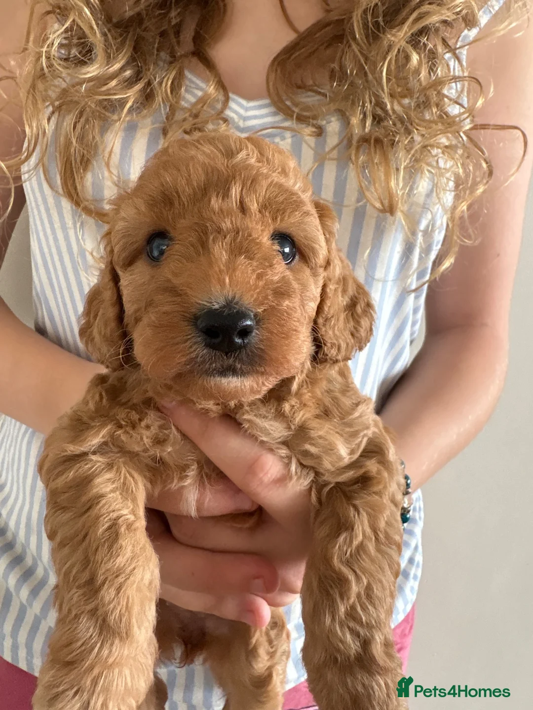 Cockapoo dogs for sale: Stunning Female Dark red cockapoos for sale  - Advert 2