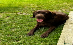 Labrador Retriever dogs for stud: Health Tested KC Chocolate Labrador for stud duty  in Trowbridge - Image 5