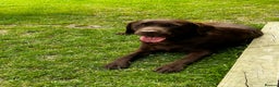 Labrador Retriever dogs for stud: Health Tested KC Chocolate Labrador for stud duty  in Trowbridge - Advert 5