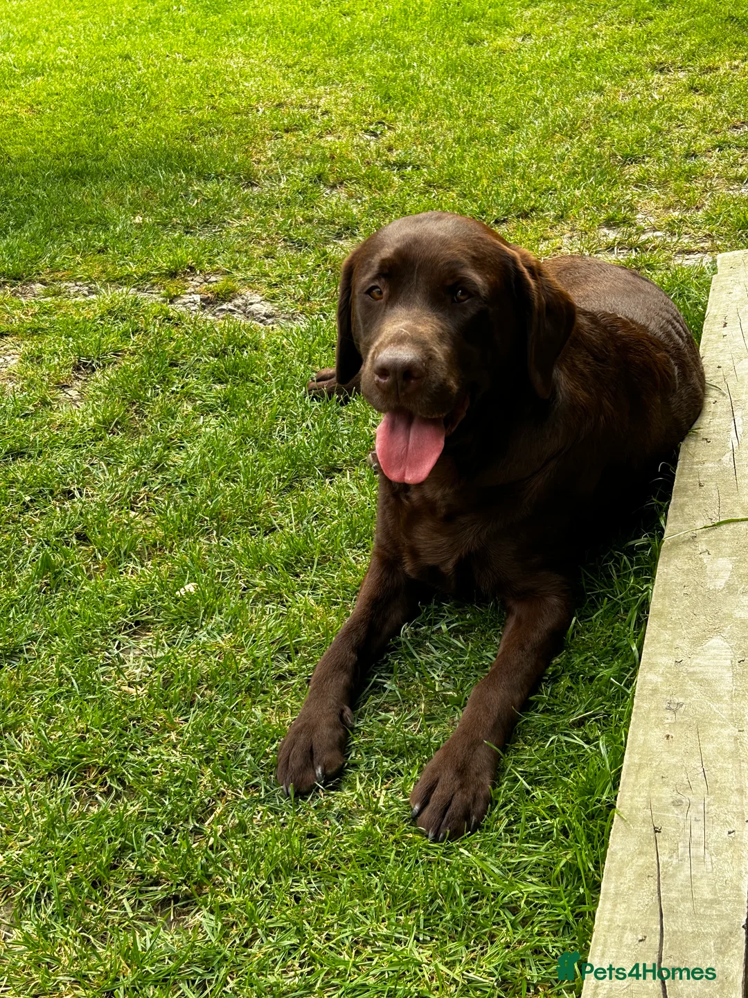 Labrador Retriever dogs for stud: Health Tested KC Chocolate Labrador for stud duty  in Trowbridge - Advert 5
