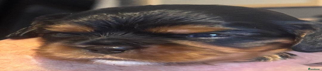 Cavalier King Charles Spaniel Puppy 2