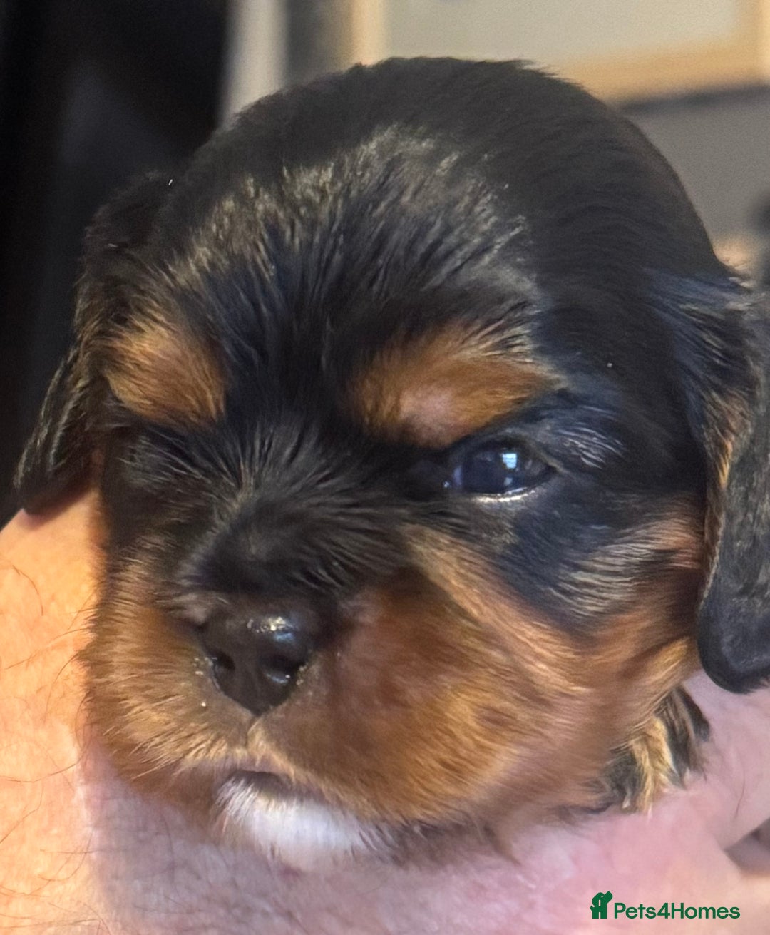 Cavalier King Charles Spaniel dogs for sale: KC REG Black and Tan boys - Advert 4