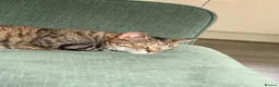 Domestic Shorthair cats for sale: 2 Gorgeous Girls for Re-homing - Advert 22