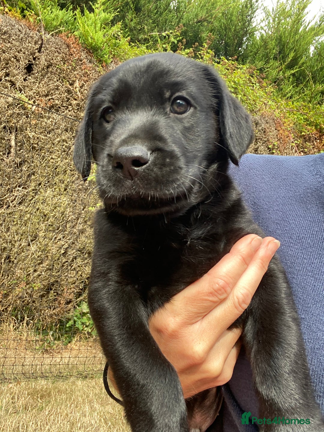 Labrador Retriever dogs for sale: Labrador (working) puppies - Image 7