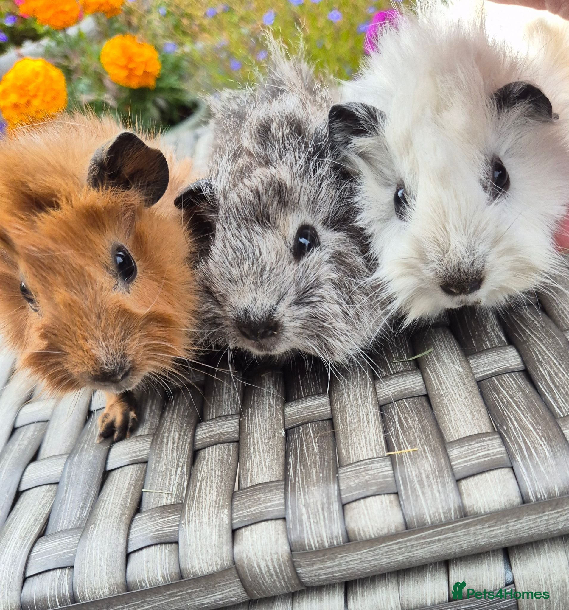 Guinea Pig rodents Californian Funky Guinea Pigs  - Advert 1