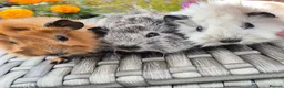 Guinea Pig rodents for sale: Californian Funky Guinea Pigs  - Advert 1