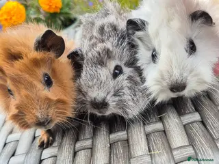 Guinea Pig rodents Californian Funky Guinea Pigs - Advert 1