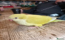 Parrots birds for sale: Beautiful hand reared Quaker Parrots in Croydon - Image 4