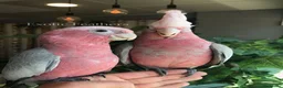 Cockatoo birds for sale: Cuddly Baby Galah Cockatoos For Sale in Bury - Advert 7