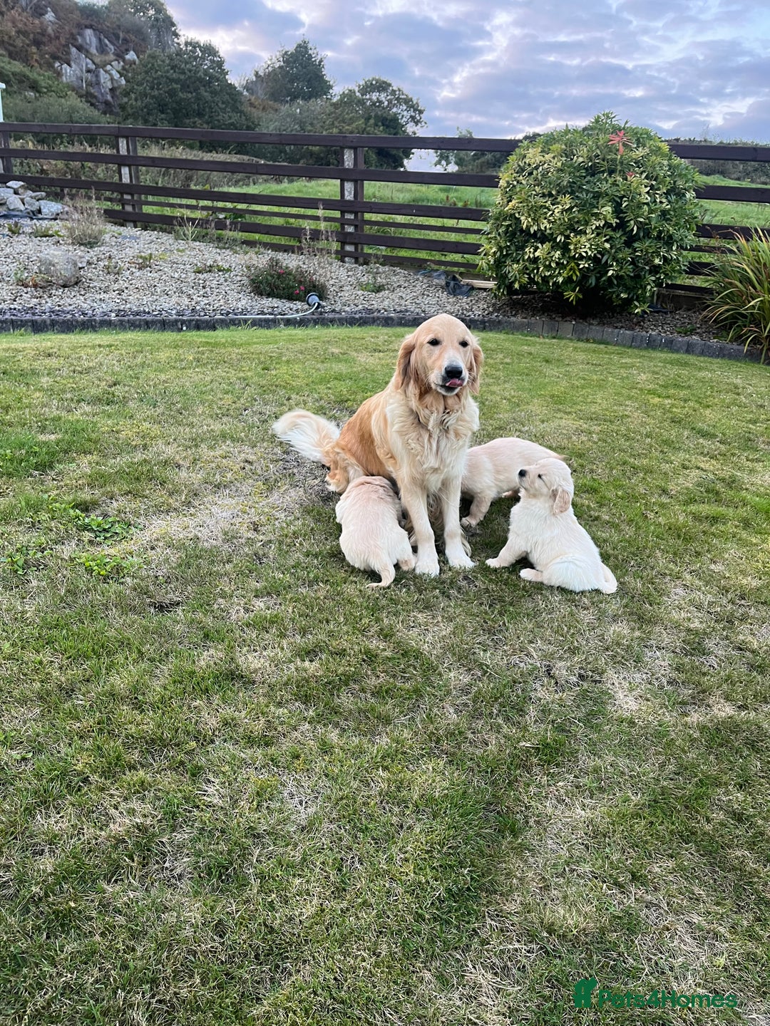 Golden Retriever dogs for sale: Stunning Golden Retriever Pups - Image 11