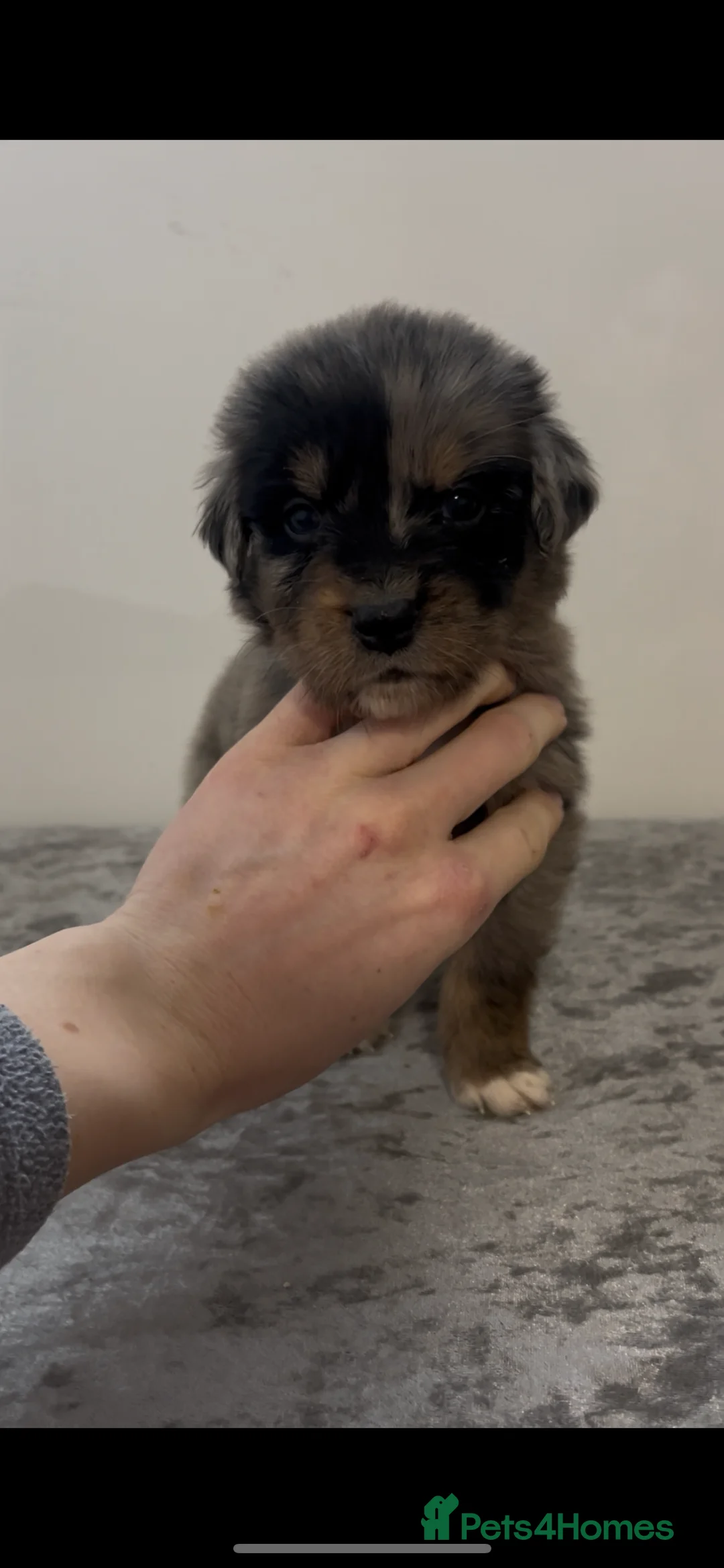 Mixed Breed dogs for sale: Australian Shepherd x Golden Retriever Merle&black - Advert 12