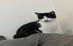 British Shorthair cats for sale: Rehoming my cat Stitch.  - Image 2