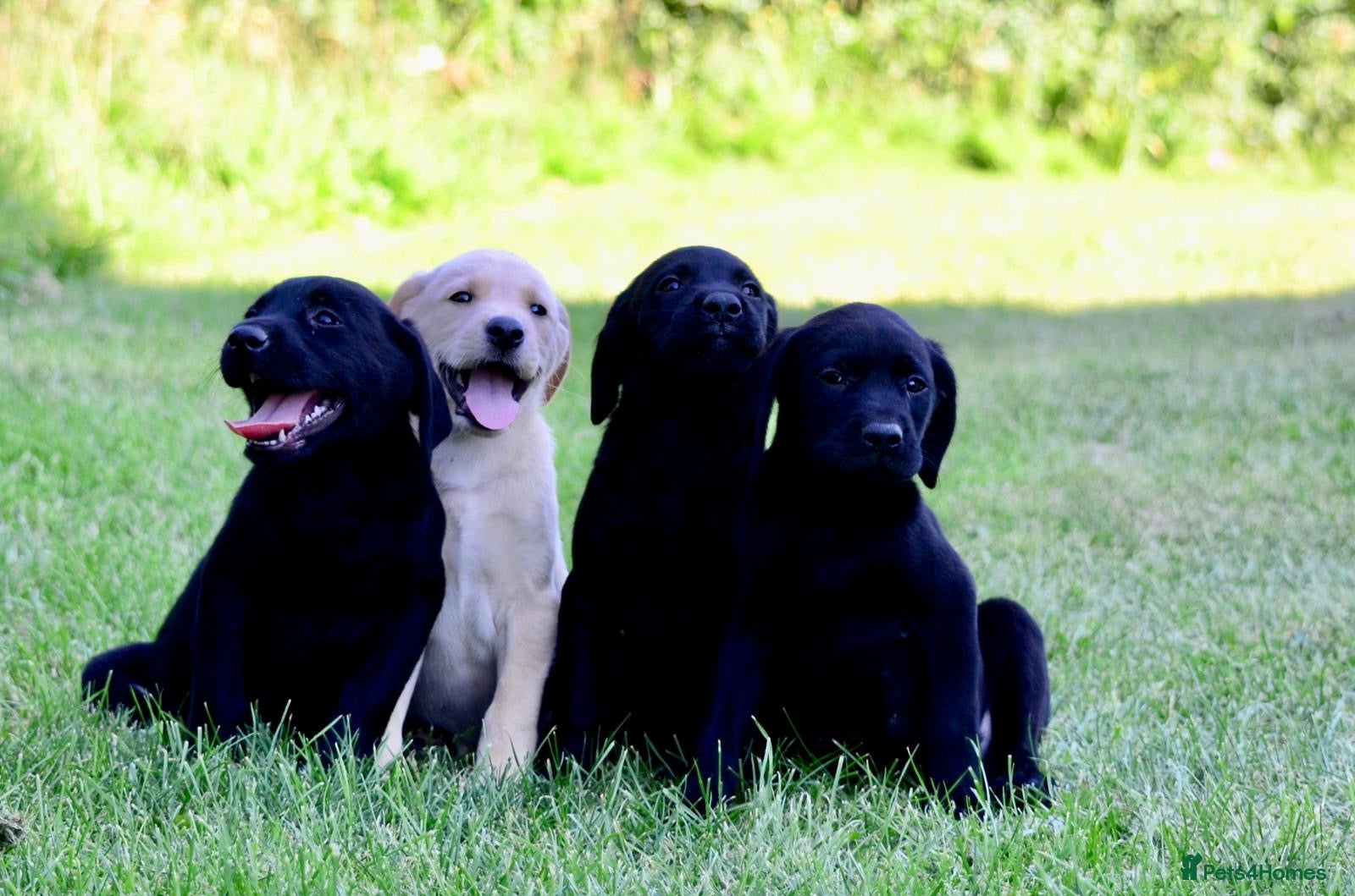 Labrador Retriever dogs KC Reg, FtCh, Bold and Confident Black Lab pups - Advert 2