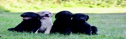 Labrador Retriever dogs for sale: KC Reg, FtCh, chunky confident Black Lab pups - Advert 3